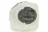 Bargain, Hollardops Trilobite - Ofaten, Morocco #254487-3